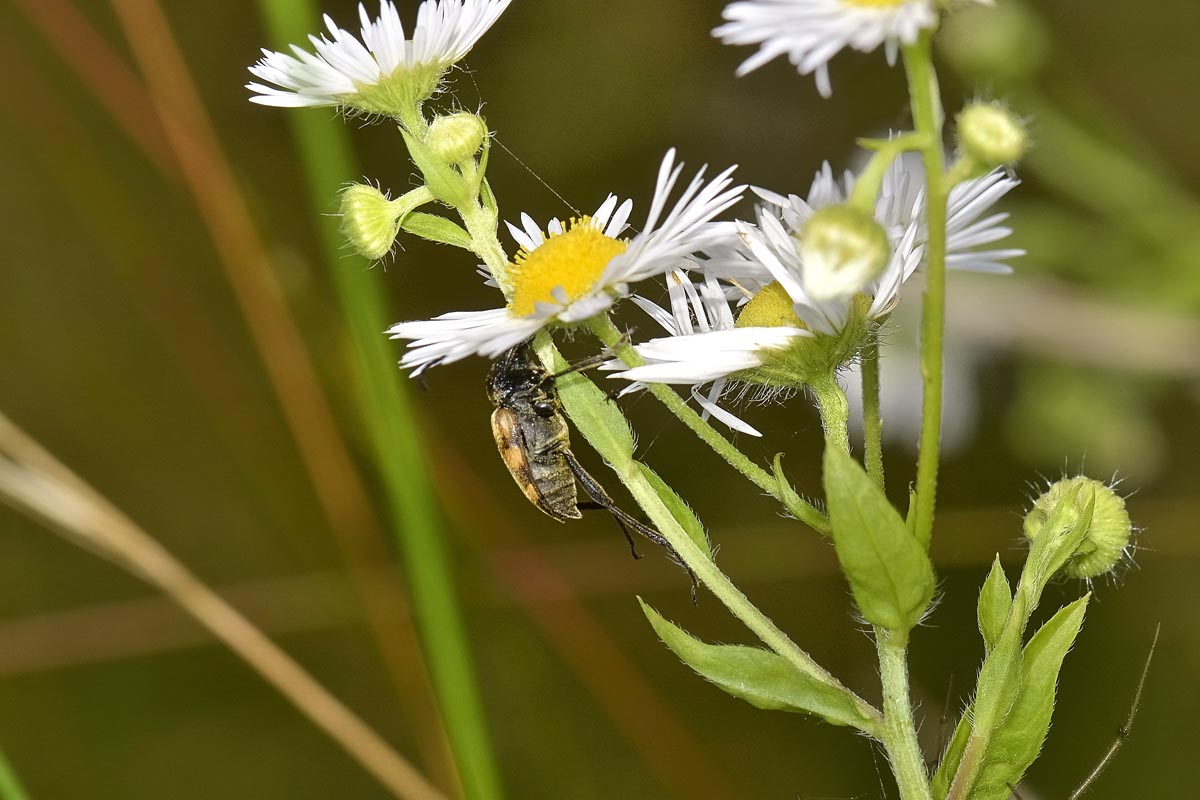 Pachytodes erraticus: 